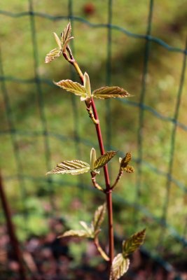 Acer tegmentosum - javor střechovitý - jarní pučení